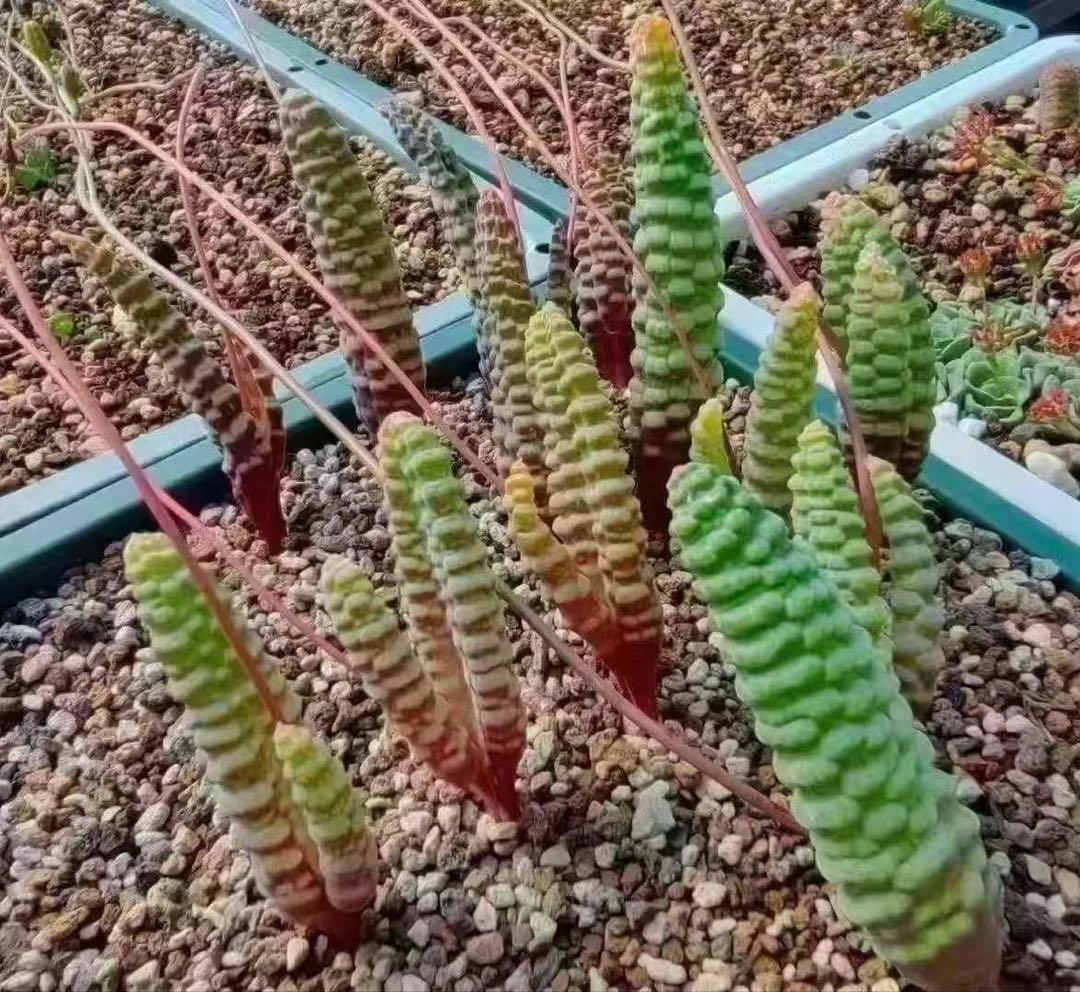 S*。様 つくし玉/Bulbine bruynsii/ブルビネ・ブルインシー 種 - メルカリ