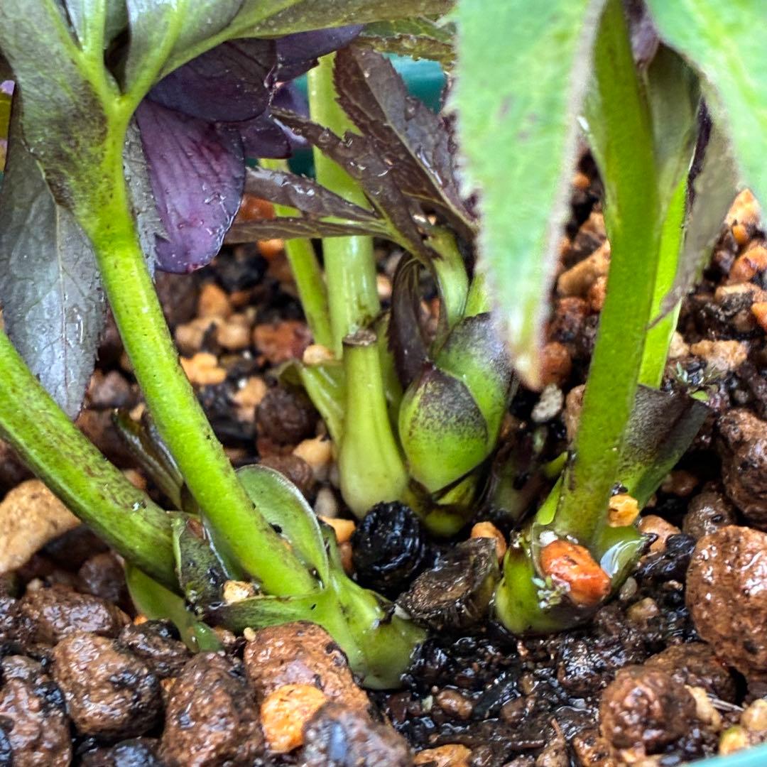 ま*い様 3420☘️花付☘️チビチビ⭐️小輪⭐️超コンパクト⭐️多弁⭐️原種交