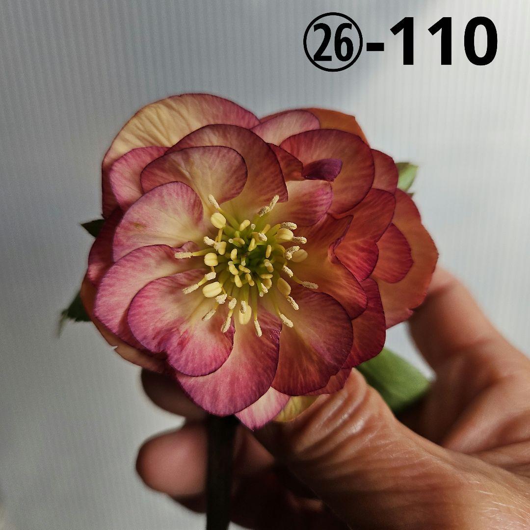 しろくま様ご購入苗㉖-110㉖-127クリスマスローズ 楽天市場】2026年NEW クリスマスローズ 苗 5号プラ鉢入り