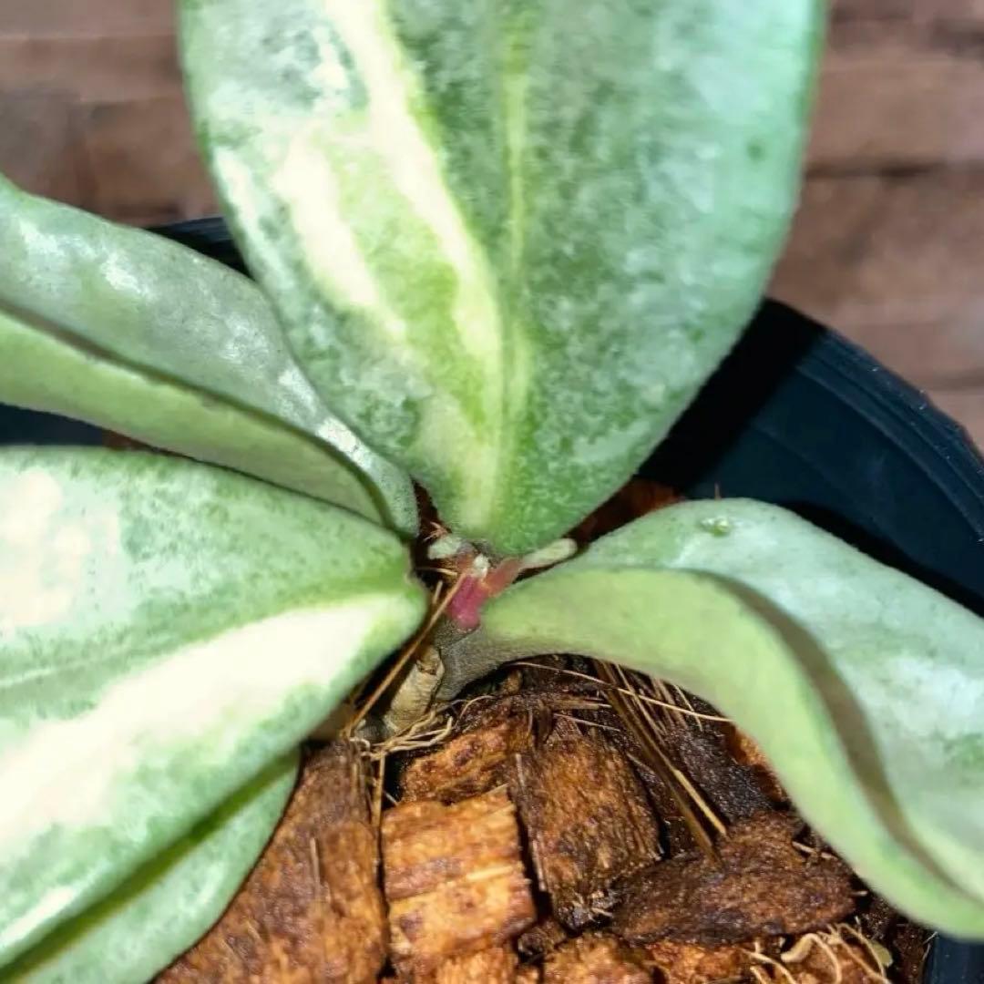 ホヤ アルゲンティア プリンセス - メルカリ