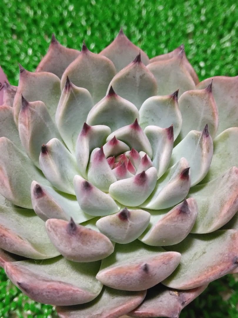 た*こ様 【ルイパパさん苗】命名株 鬼のて【札付き】希少