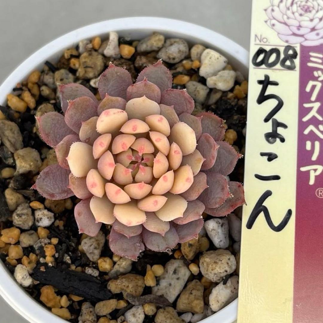 ミックスベリア ちょこん おらいさん苗 札なし 抜き苗 多肉植物 - メルカリ