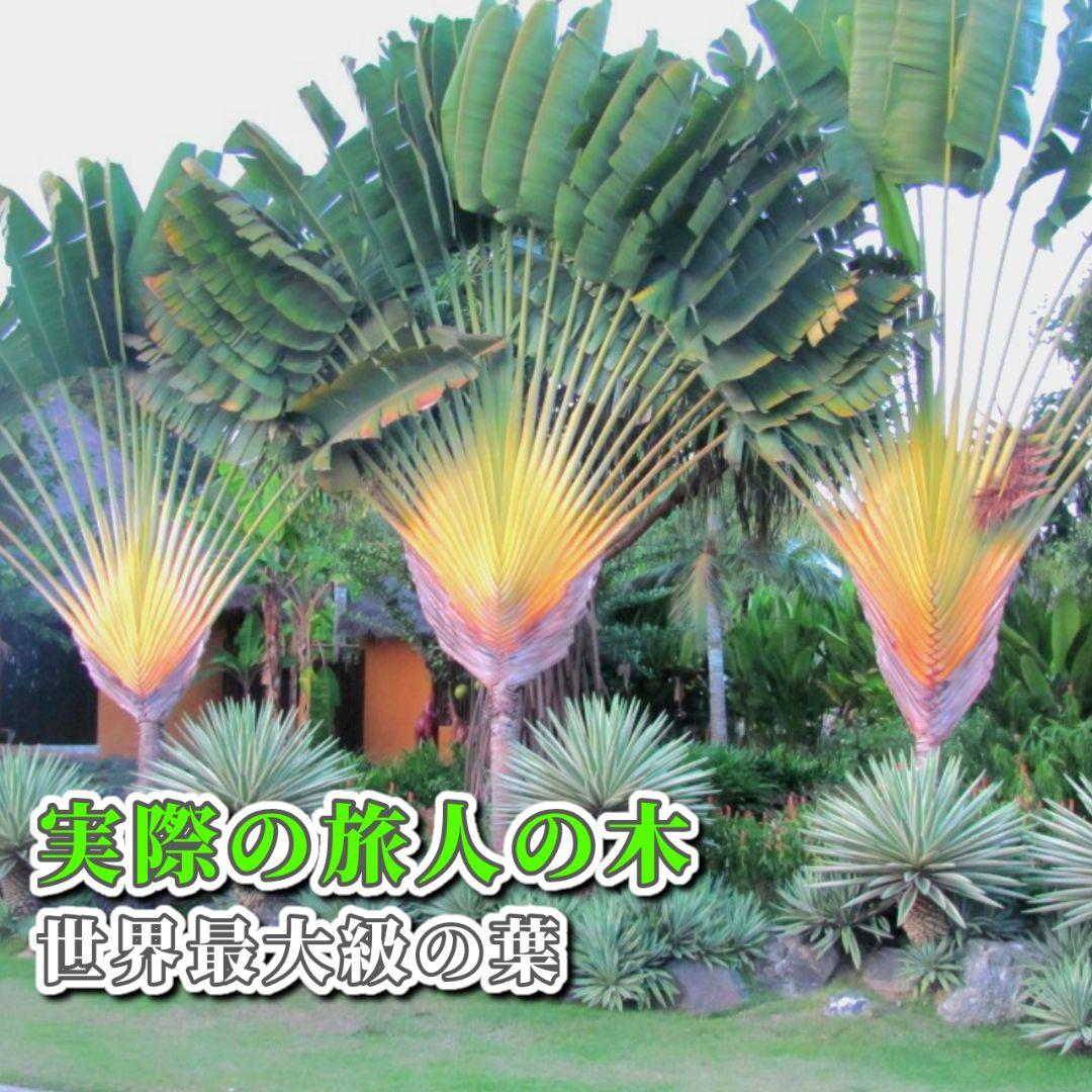 石垣島産】旅人の木 タビビトノキ 送料込み - メルカリ