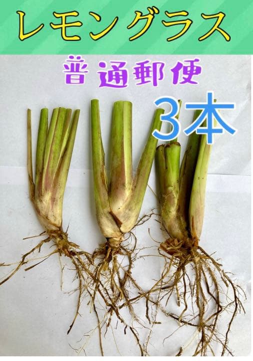 無農薬 無農薬 レモングラス 抜き苗 3本 東京より普通郵便発送 レモン