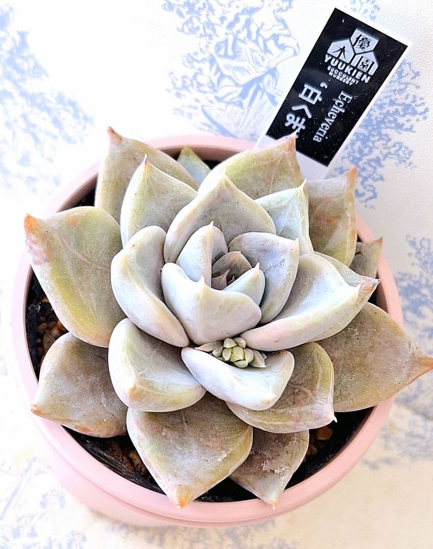 ꕤclara*様 リクエスト 6点 まとめ商品 ねこ様 リクエスト 6点 まとめ商品 - メルカリ