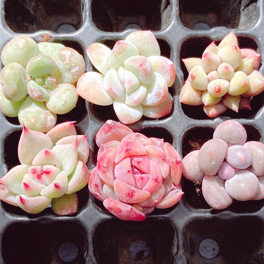 ⑦ 人気種詰め合わせ 韓国苗 カット苗 ミニ寄せ植え用 多肉植物 - メルカリ