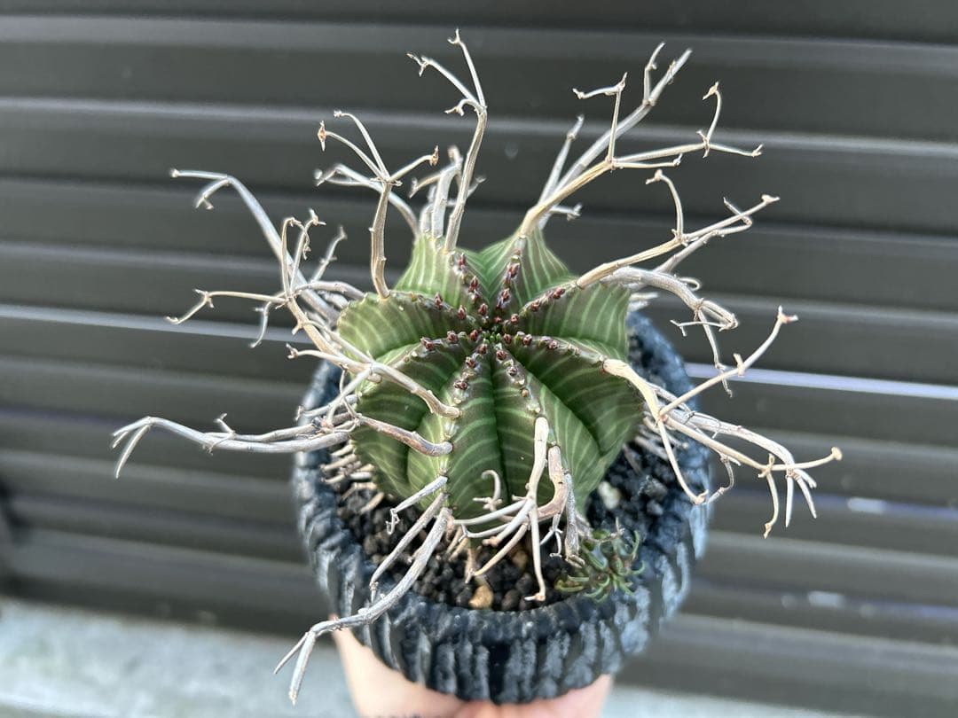 ユーフォルビア スーパーバリダ - メルカリ