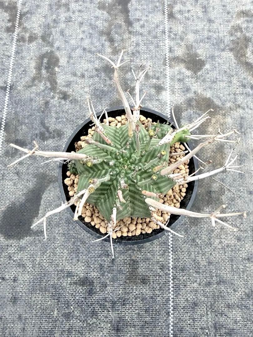 スーパーバリダ ユーフォルビア オベサ ホリダ - メルカリ