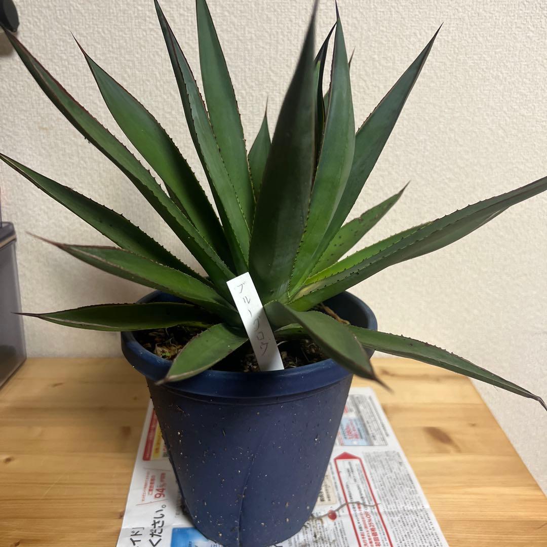 激レア 幹上がり アガベ チタノタ 健康なアガベ 約60cm 鋸歯状の葉 アガベ