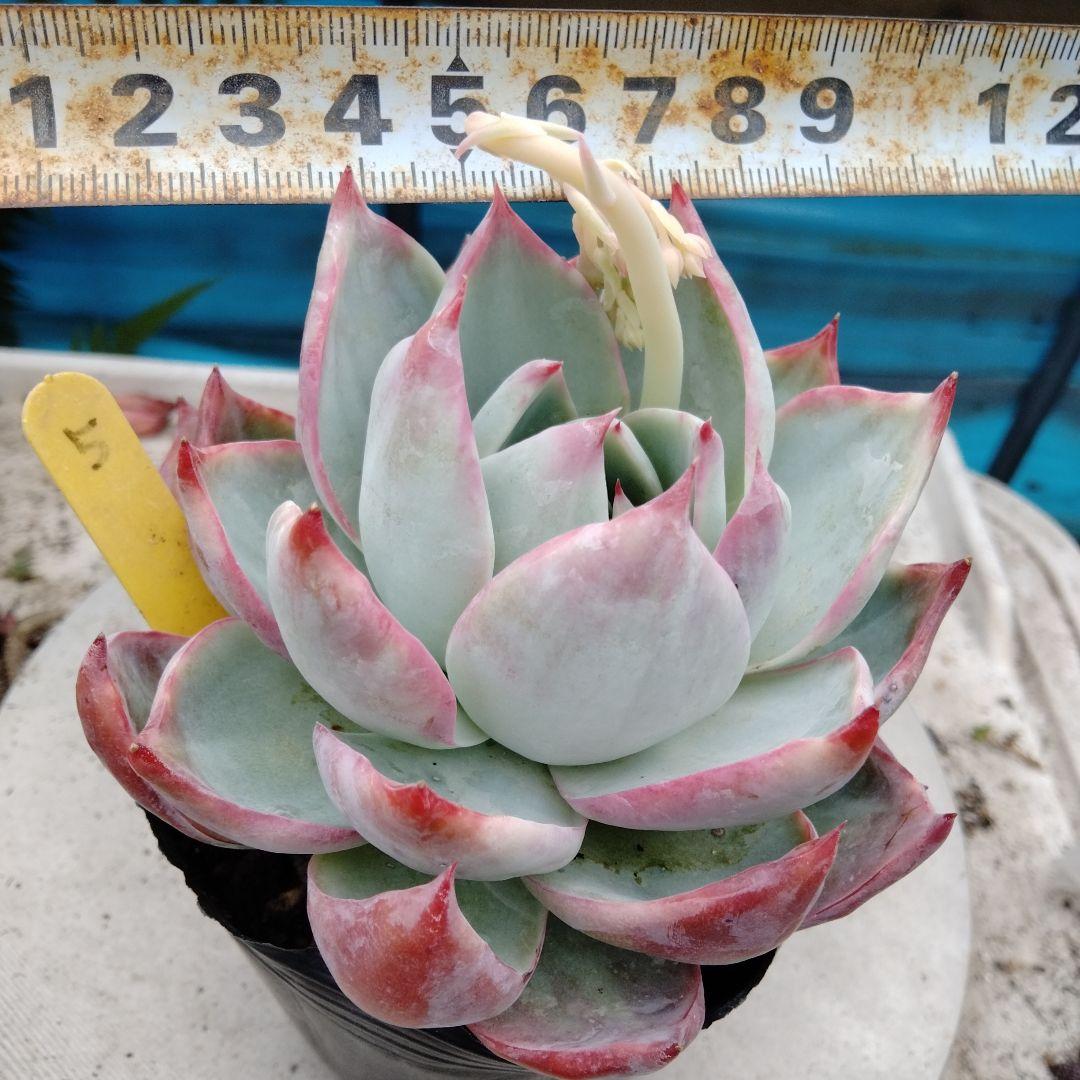 多肉植物カシオ赤錦抜き苗 - メルカリ