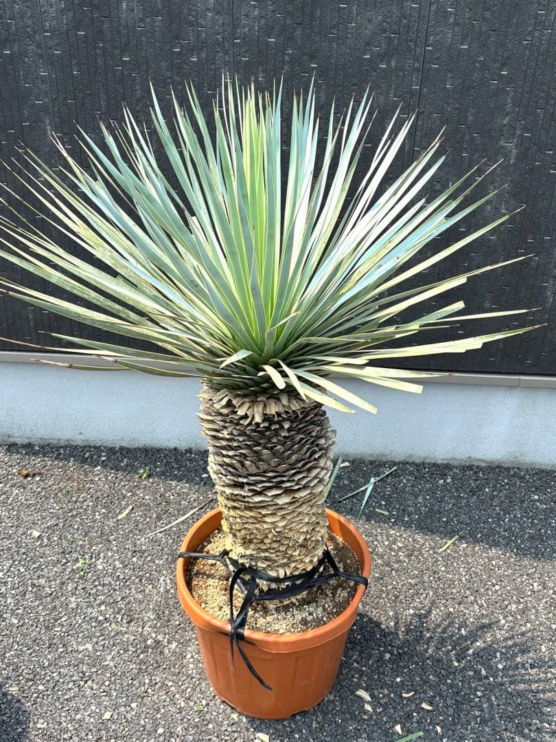 特選株 特選ブルー 【ユッカ ロストラータ】リネアリフォリア チャメロプス好き6 特選株 特選ブルー 【ユッカ ロストラータ】リネアリフォリア