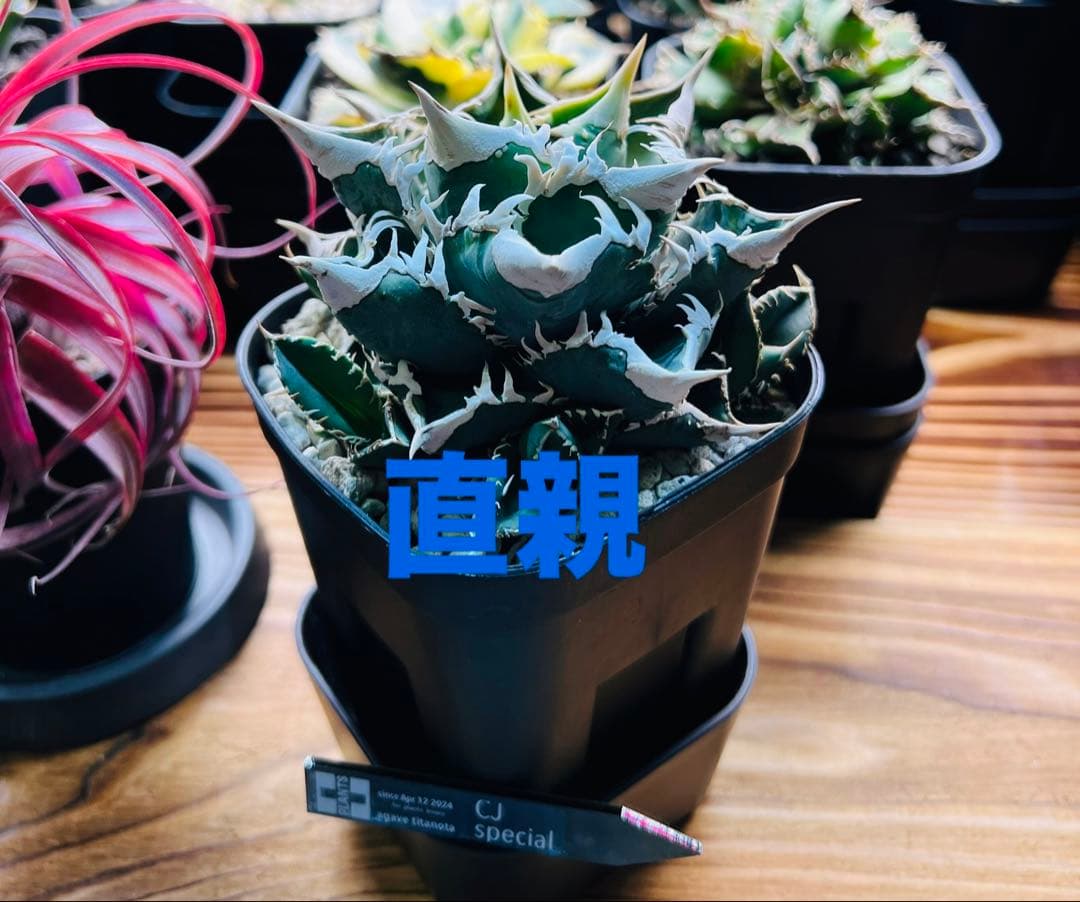 アガベ チタノタ CJ Special OC 子株2 - メルカリ