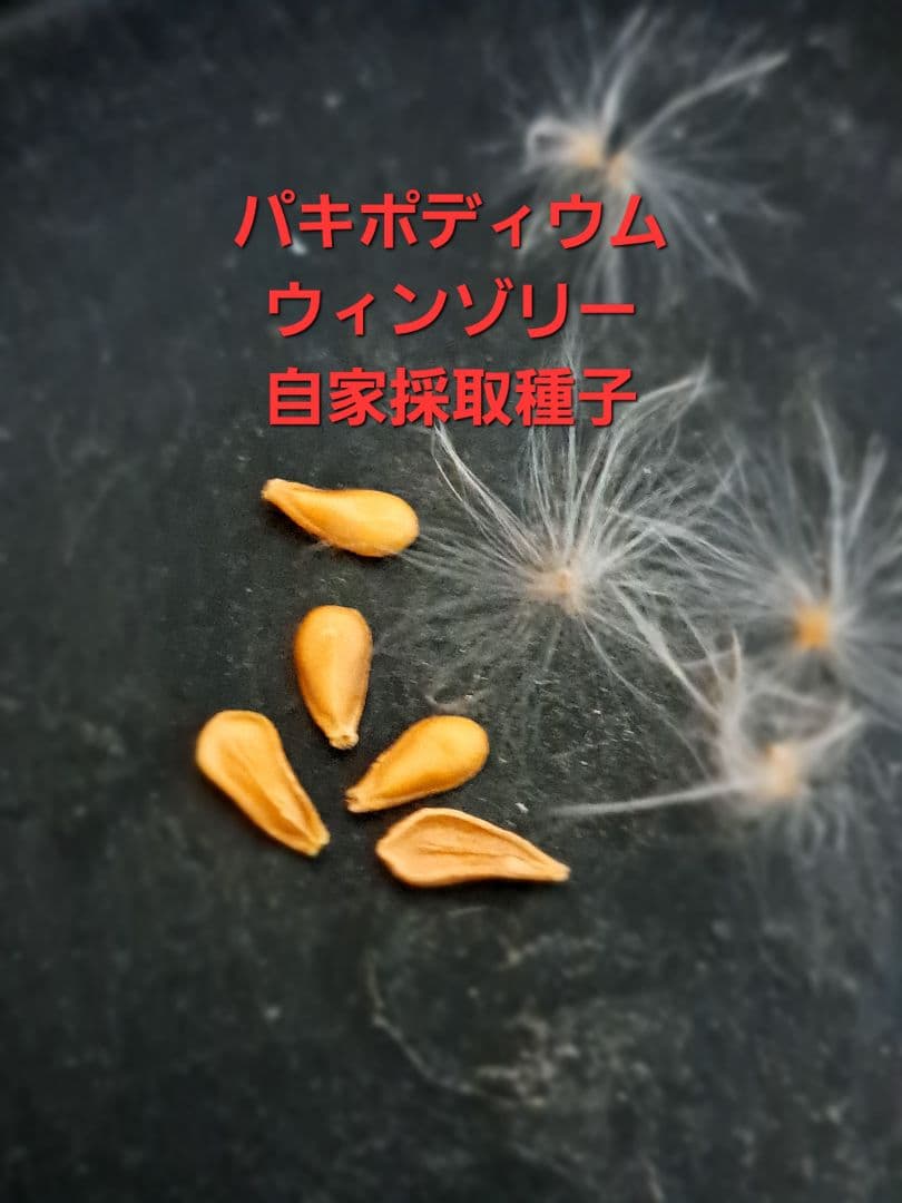 自家採取種子】5粒 パキポディウム ウィンゾリー windsorii - メルカリ