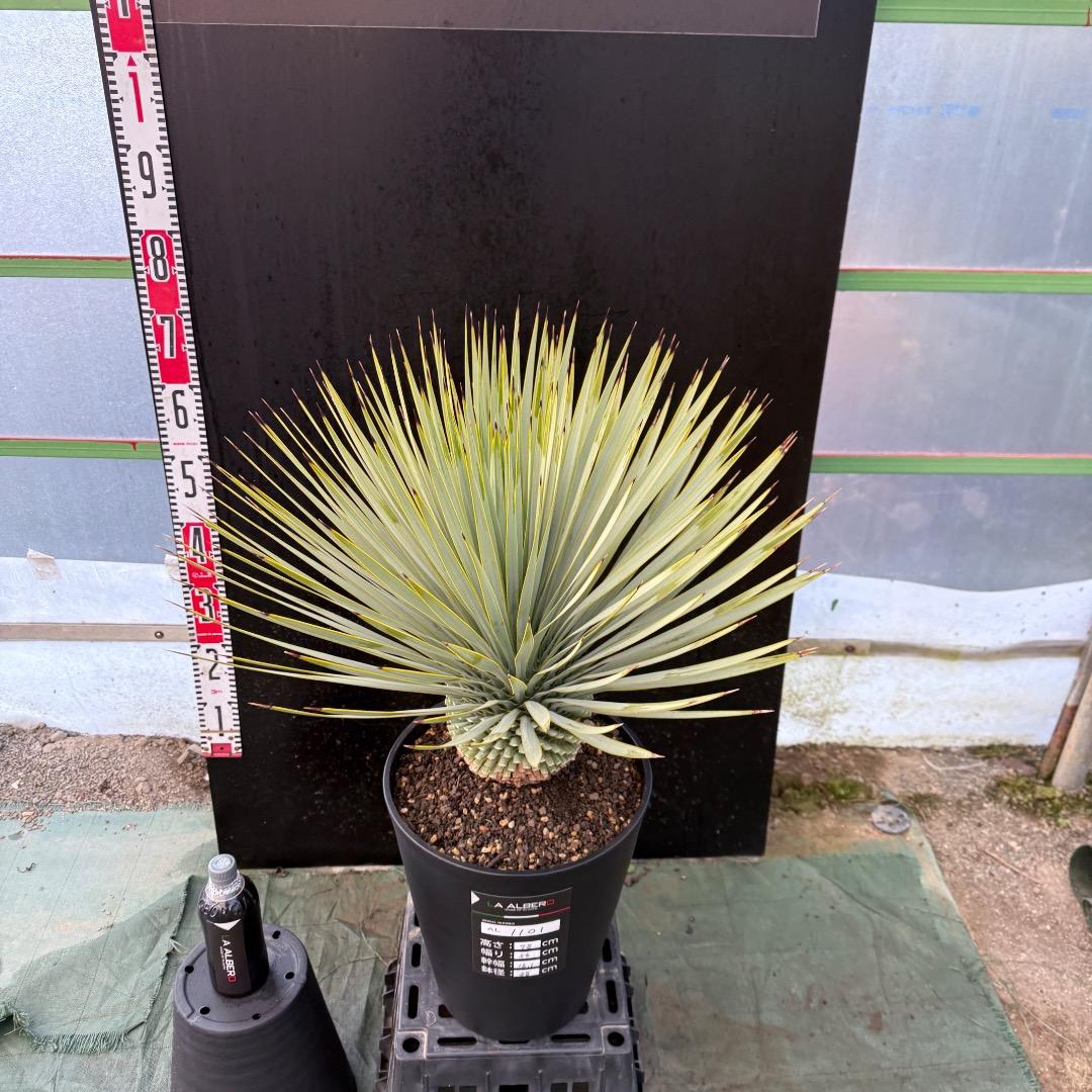 AL1101】ユッカ ロストラータ 超美形