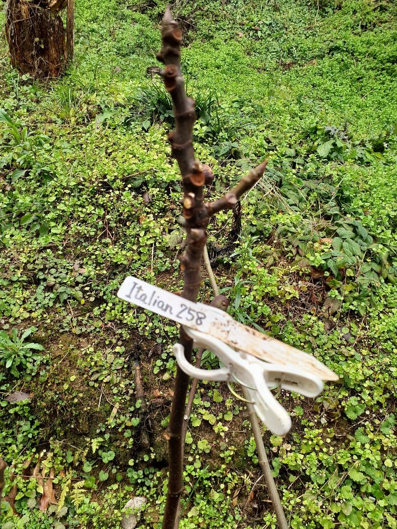 イチジク 2品種 穂木 - メルカリ