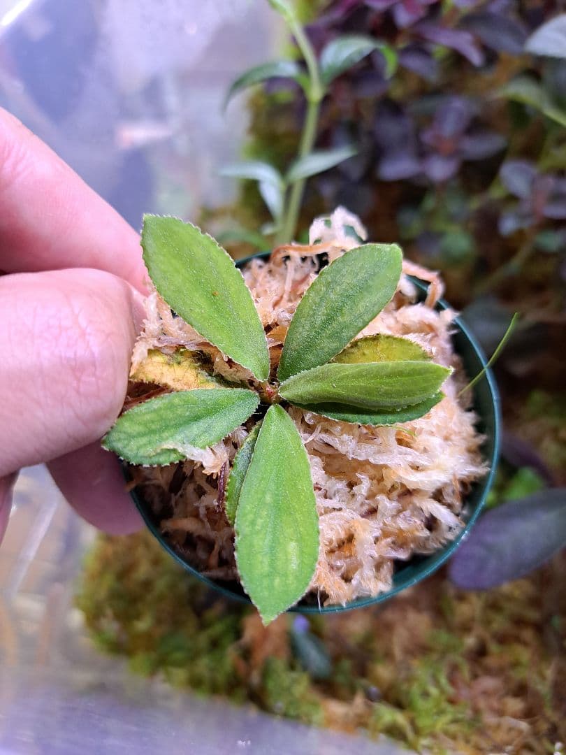 熱帯植物 ホマロメナ Homalomena sp. Payakumbuh TK便 - メルカリ