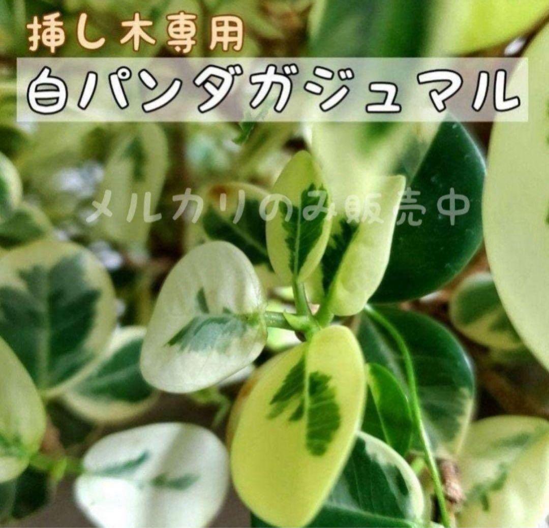 B*C様 元祖⬛︎ 白パンダガジュマル ⬛︎挿し木専用 B*C様