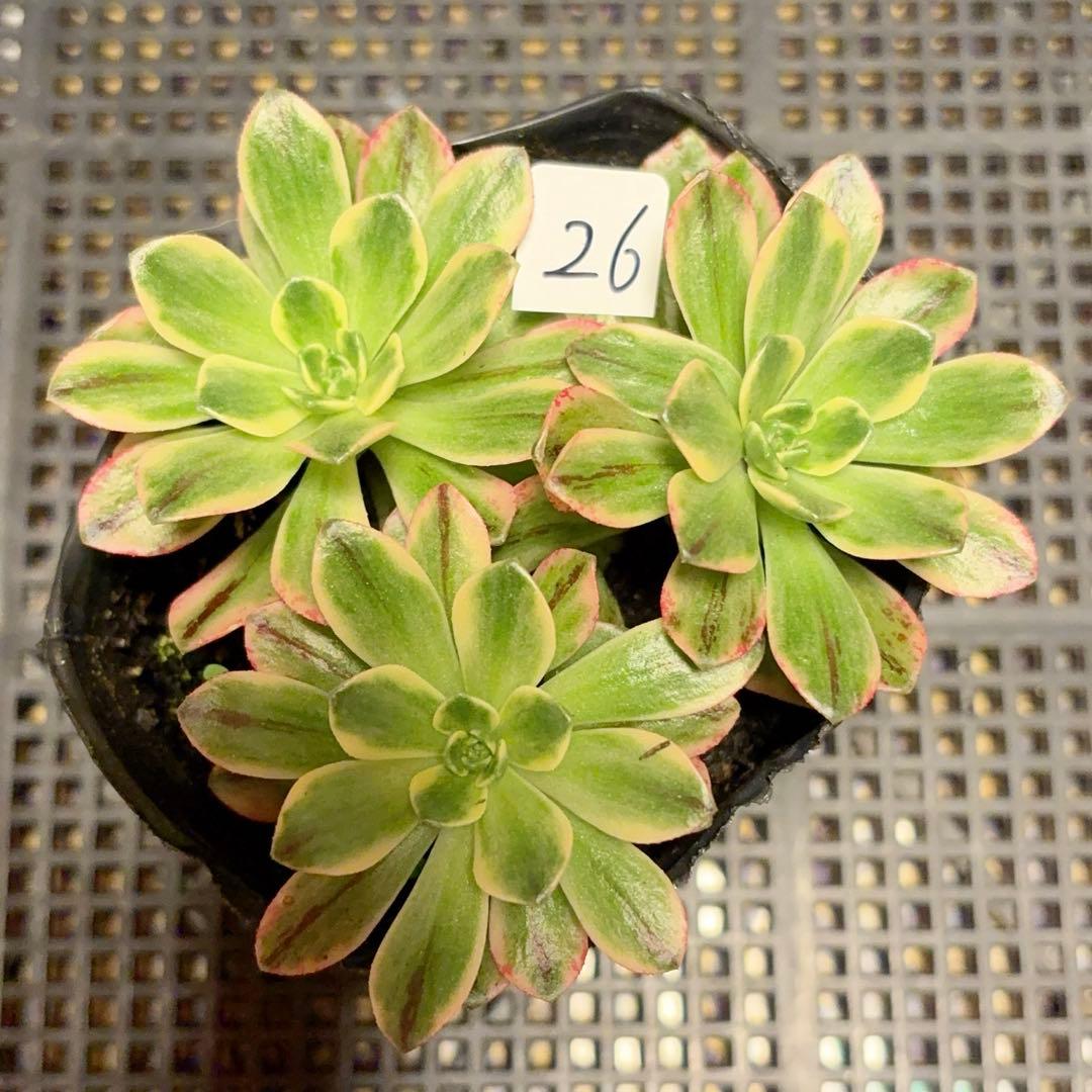 26#多肉植物アエオニウム錦❤️ブロンズメダル錦❤️3大頭10cm 拔き苗