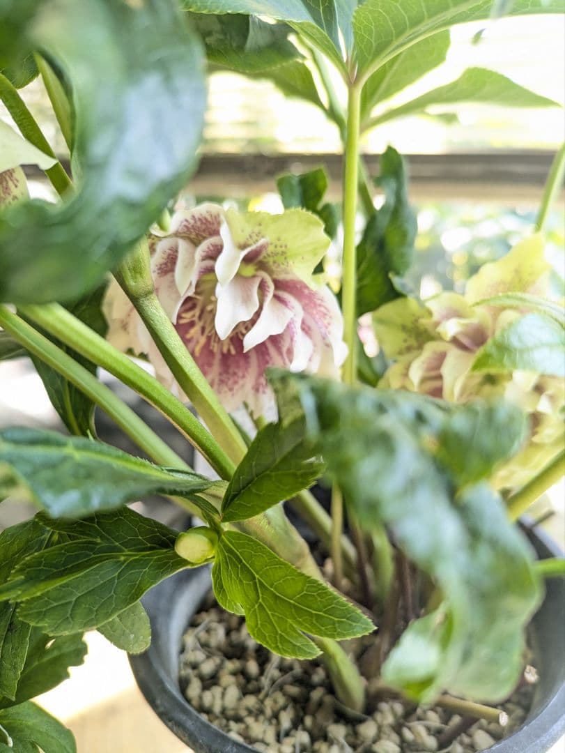 ♡べーしーる様♡