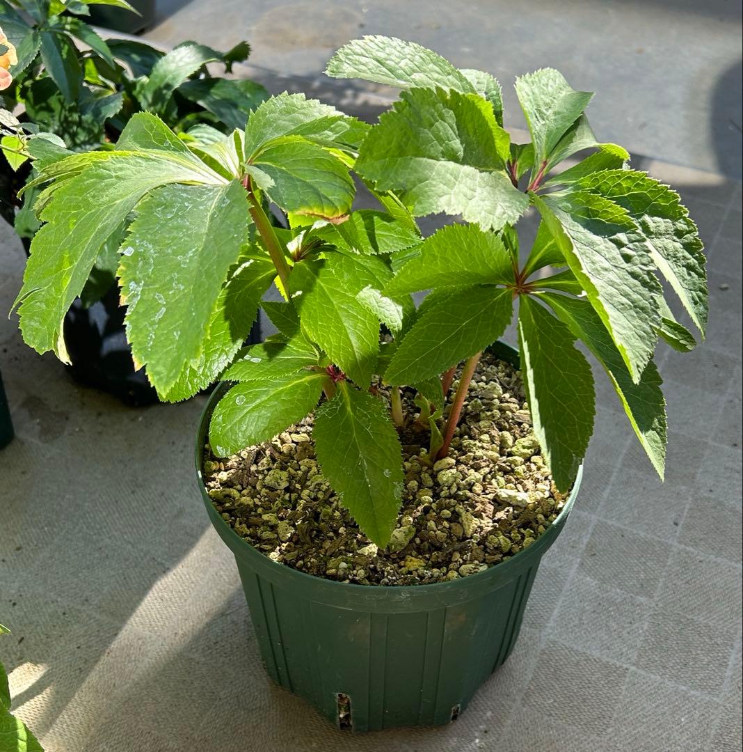 クリスマスローズ　大木ナーサリー　foujita フジタ　ss 未株分け　6号 ?media_id=3564153818118241007