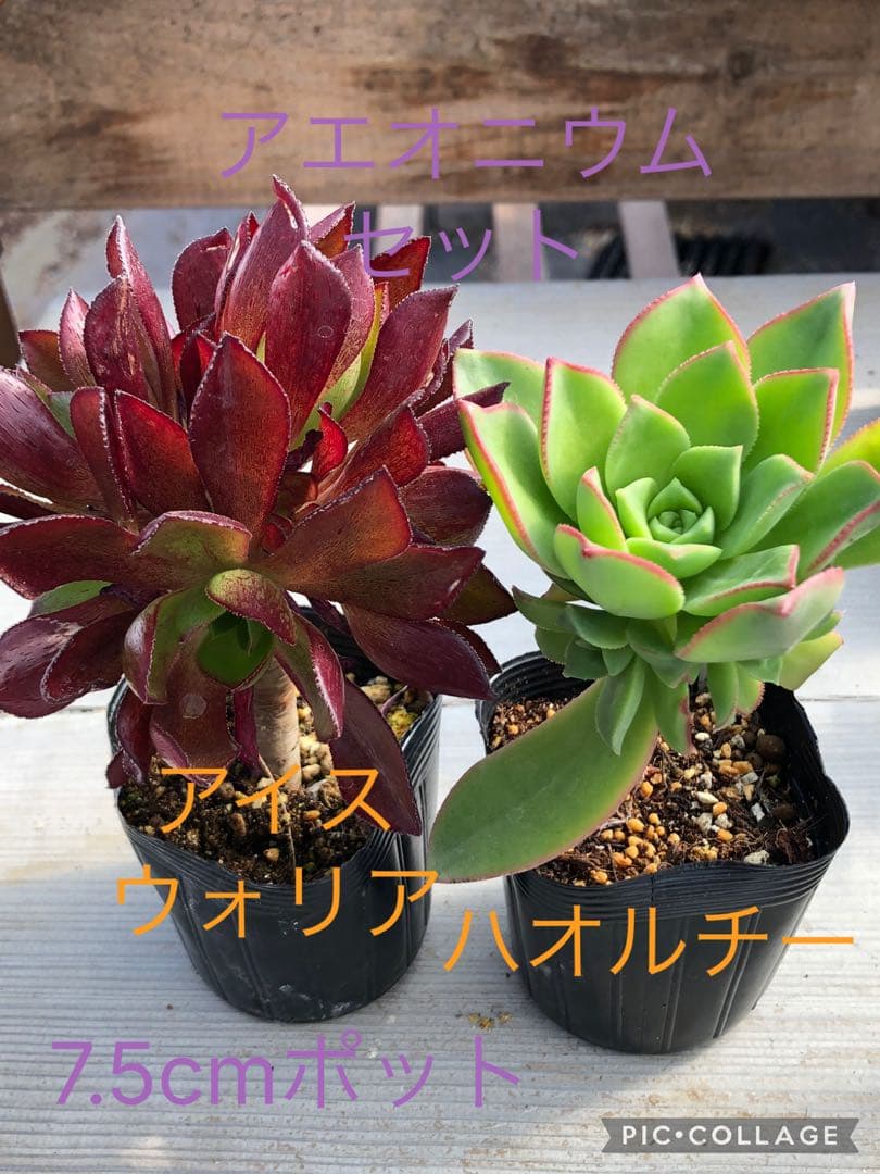 アエオニウム♡抜き苗セット - メルカリ