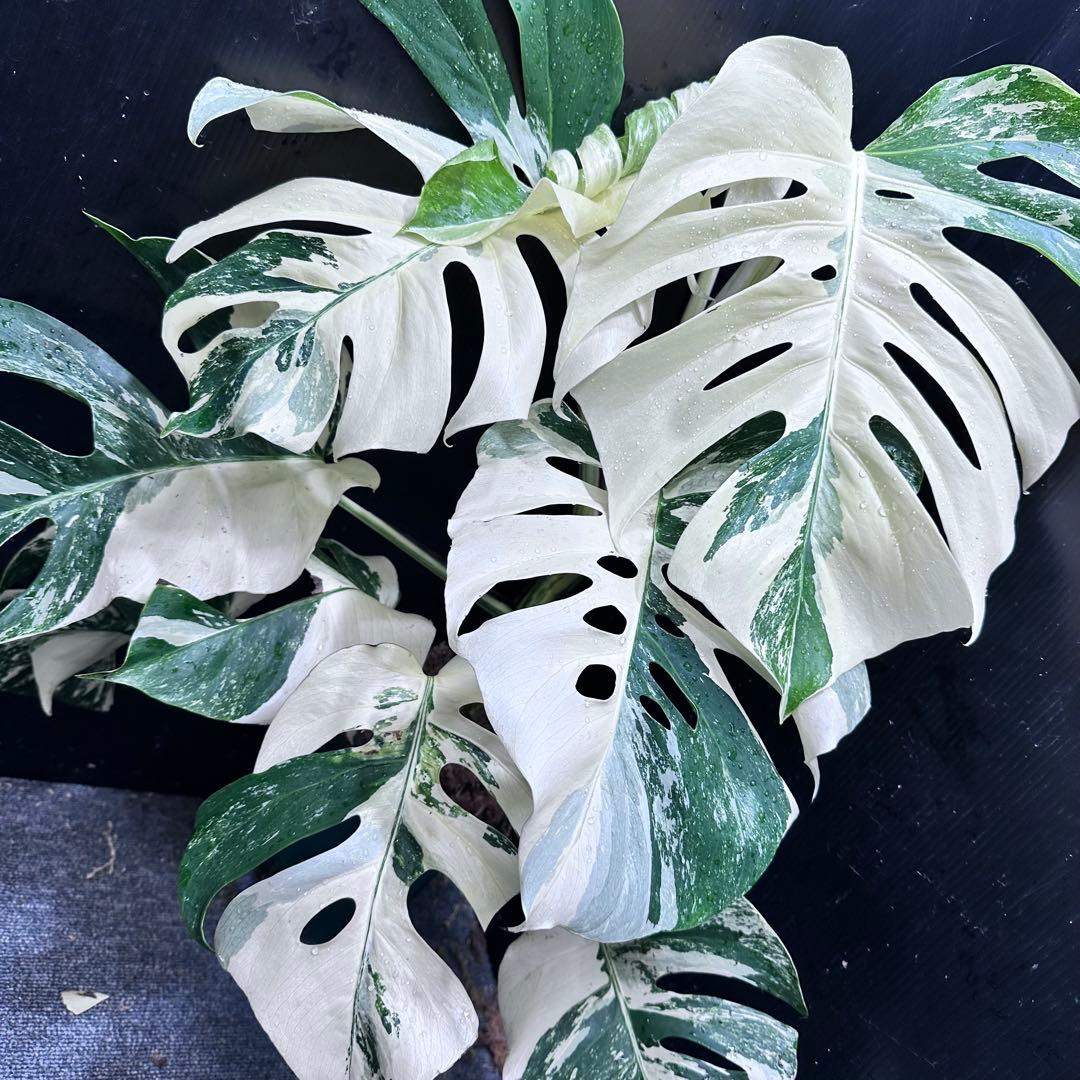 斑入りモンステラ ホワイトタイガー極美大株72cm白斑多 斑入り