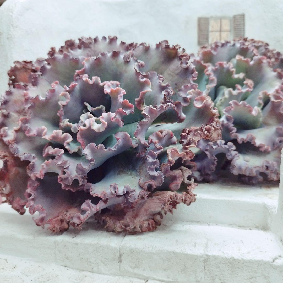 訳あり特価品◎メリディアン◎多肉植物 カット苗 韓国苗 エケベリア