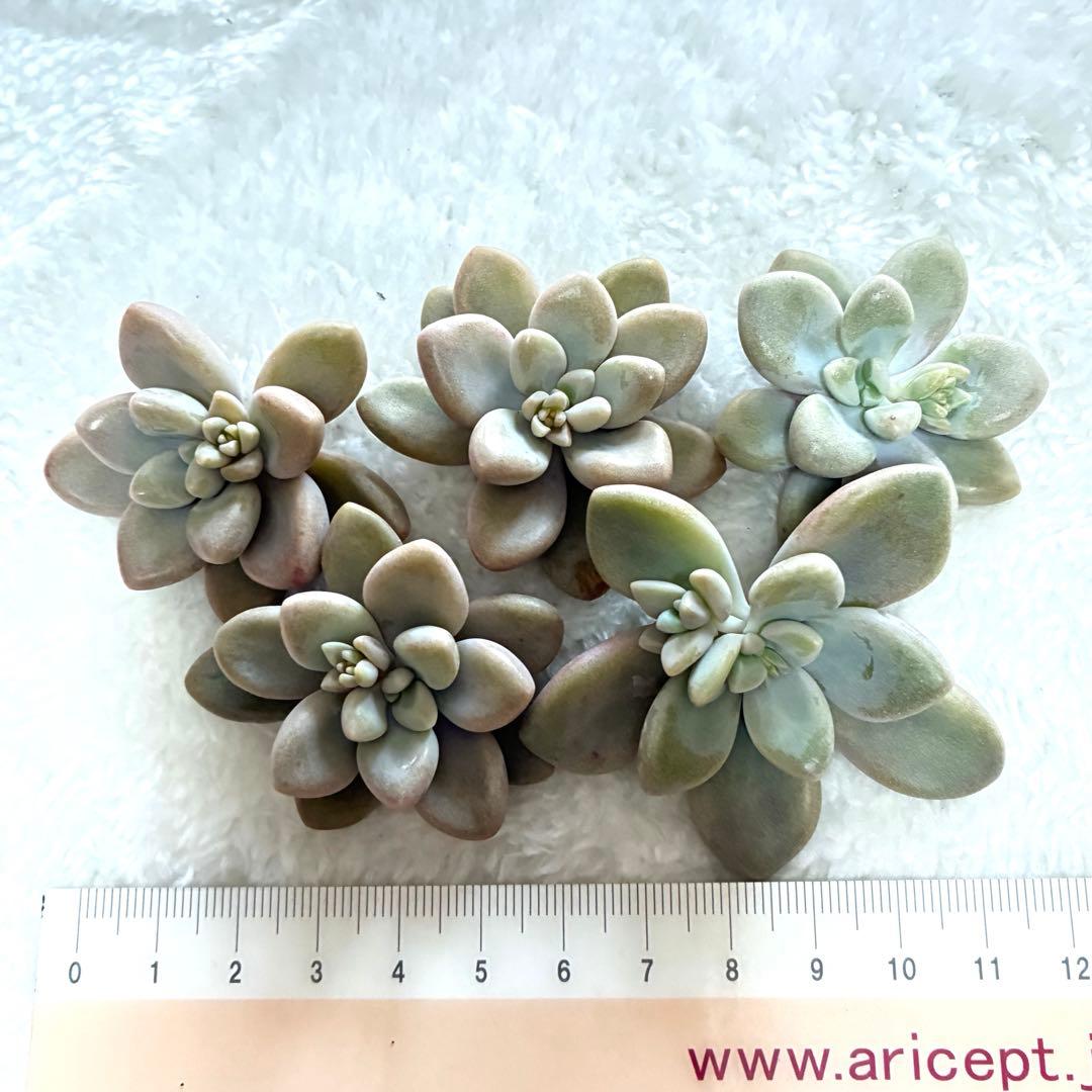 多肉植物 カット苗 寄せ植え - メルカリ