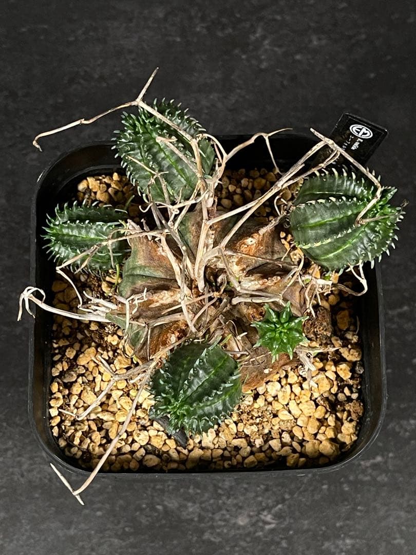 EMP ユーフォルビア バリダ オールド株 / 群生Yu65