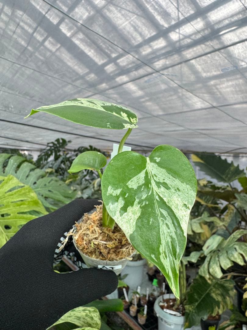 A4モンステラ　デリシオーサ　ベトシオーサ　2寸ポリポット　ネコポス発送 11モンステラ デリシオーサ ベトシオーサ 2寸ポリポット ネコポス発送