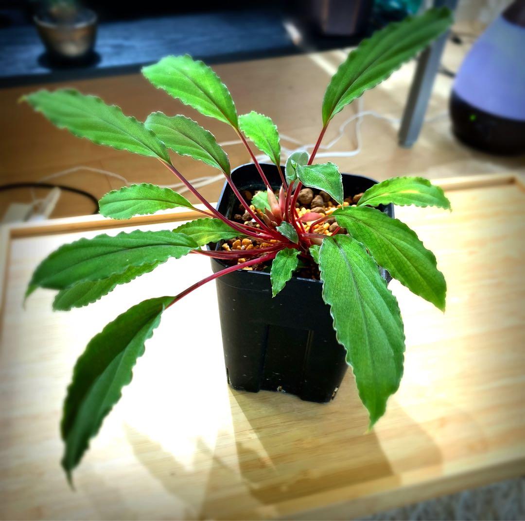 Homalomena sp. Riau Sumatera 【LA0815-01】 - メルカリ