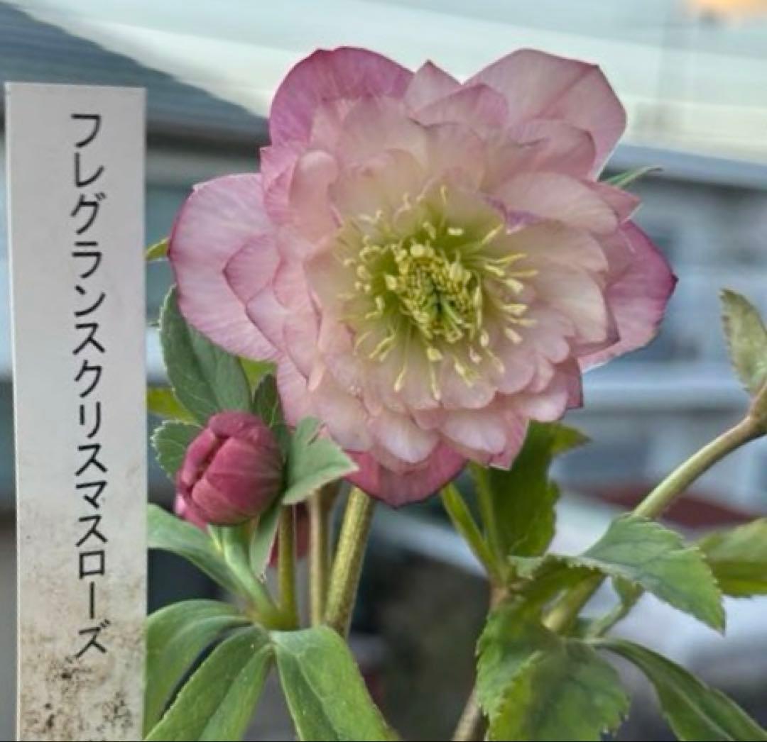 MIYABI様ご依頼品　クリスマスローズ2点　フレグランス　プチドール MIYABI様ご依頼品 クリスマスローズ2点 フレグランス プチドール