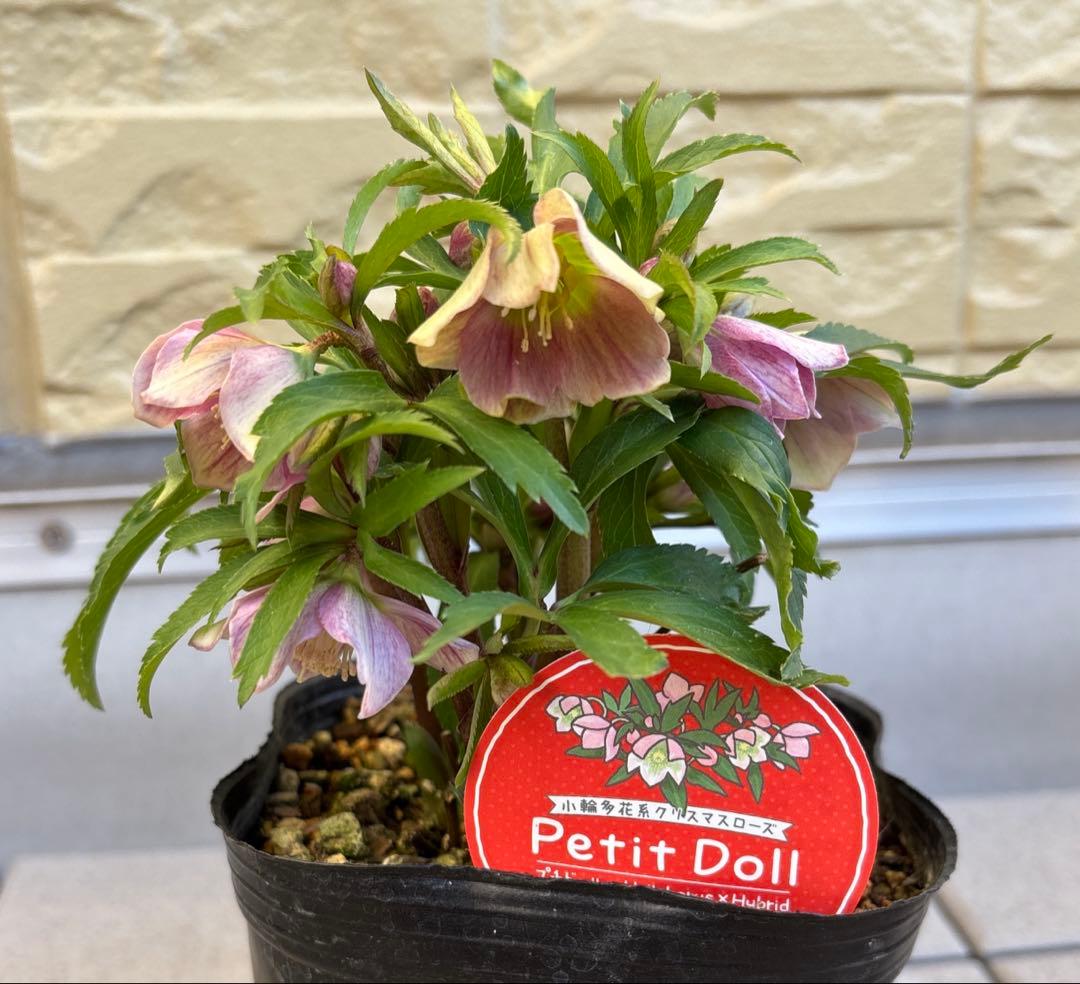 MIYABI様ご依頼品 クリスマスローズ2点 フレグランス プチドール