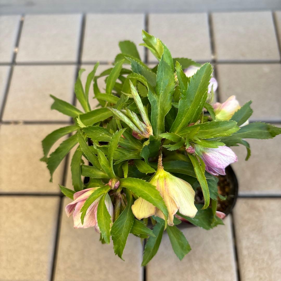 MIYABI様ご依頼品 クリスマスローズ2点 フレグランス プチドール