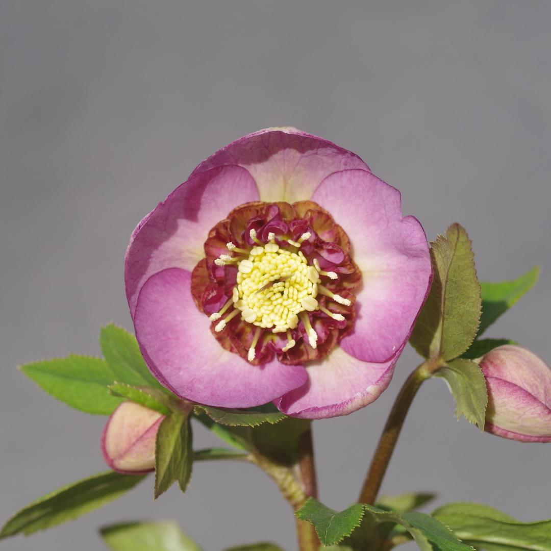 新春セール」クリスマスローズ 小苗 SDノスタルジア セルフ