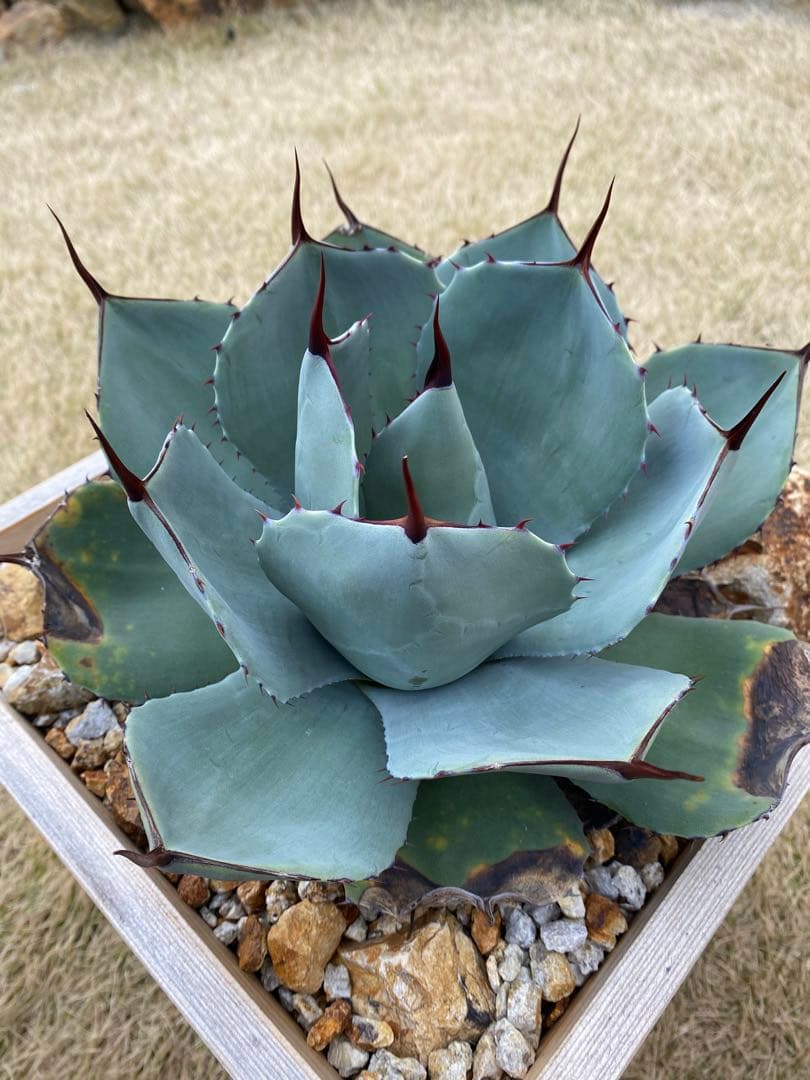 大株 パリー US トランカータ ハンティントン 輸入株 - メルカリ