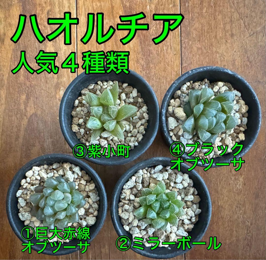 匿名発送）【多肉植物】ハオルチア4種類 - メルカリ