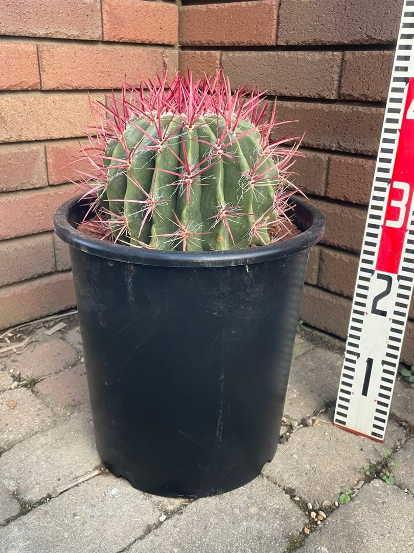 赤鳳　サボテン　ロストラータ　8号　い 園芸ネット本店｜フェロカクタス：赤鳳 8号鉢植え の通販【公式】