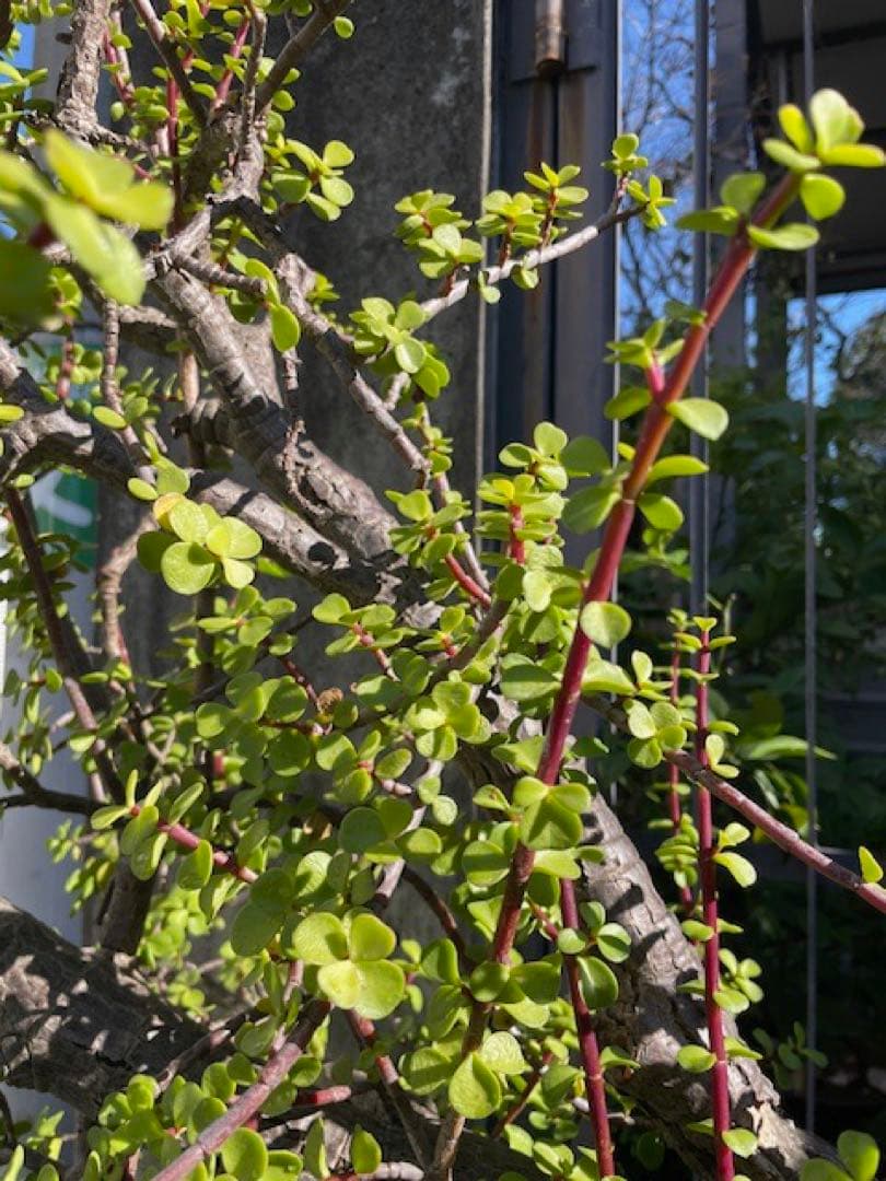 直接引取□大木ポーチュラカリア・アフラ/165cm/庭木や地植えにも□多