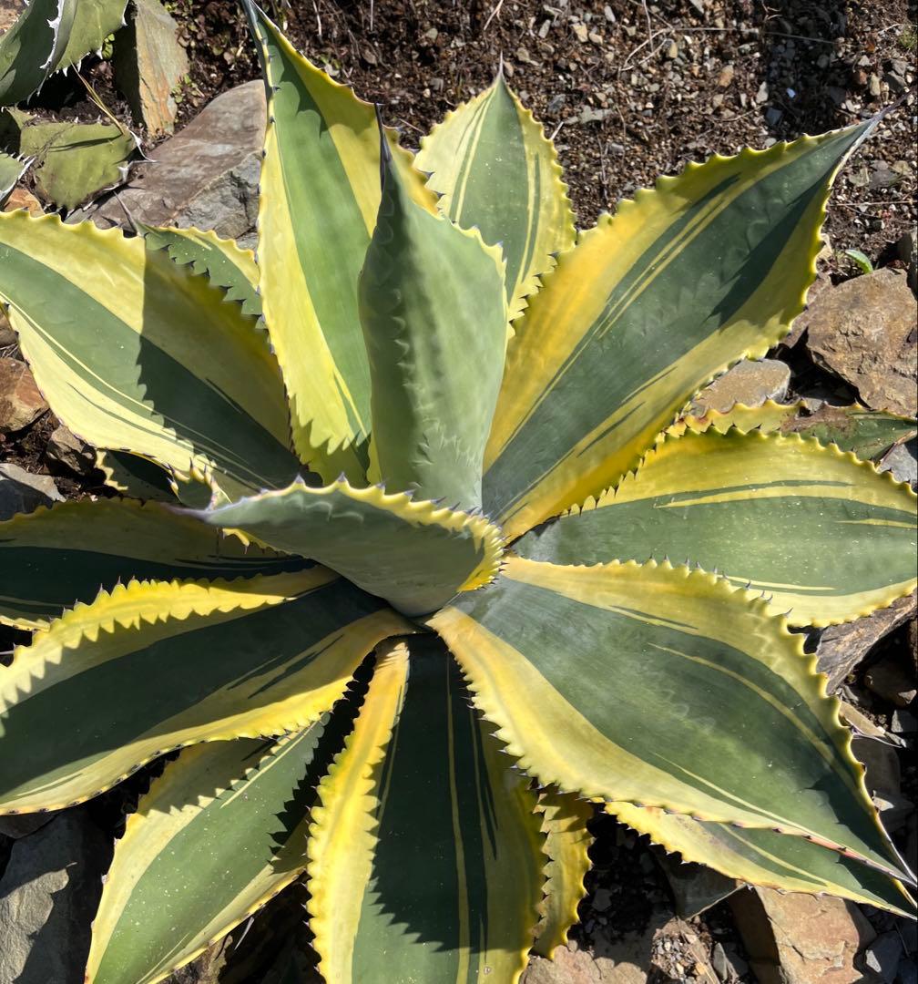 アガベ リップルエフェクト 子株 - メルカリ