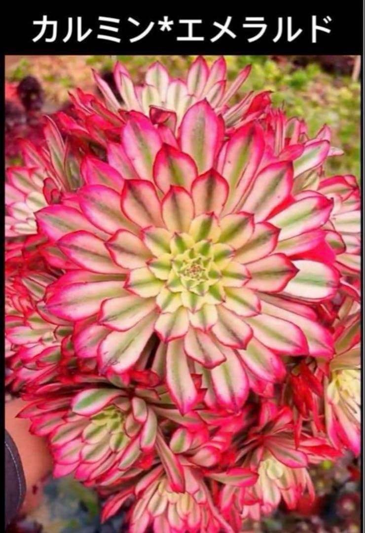 多肉植物アエオニウム錦❤カルミン*エメラルド錦❤️ 農園直売 多肉植物 寄せ植え アエオニウム属 白鳳錦 （群）観葉植物