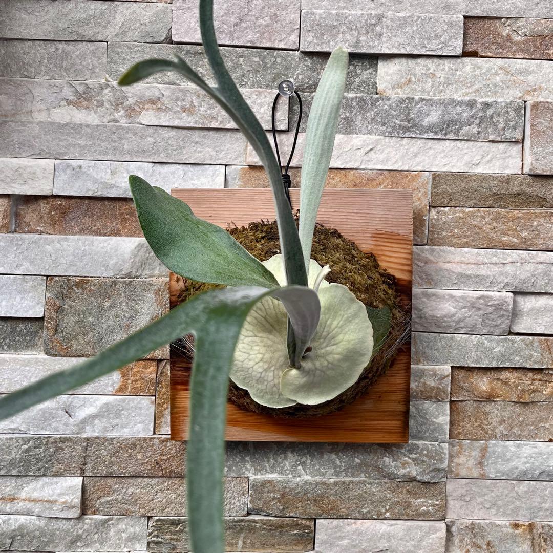 P. Auburn  アーバンリバー　OC 株分け◆ビカクシダ Yahoo!オークション - P. veitchii 'Auburn River' (オーバンリバー ビ