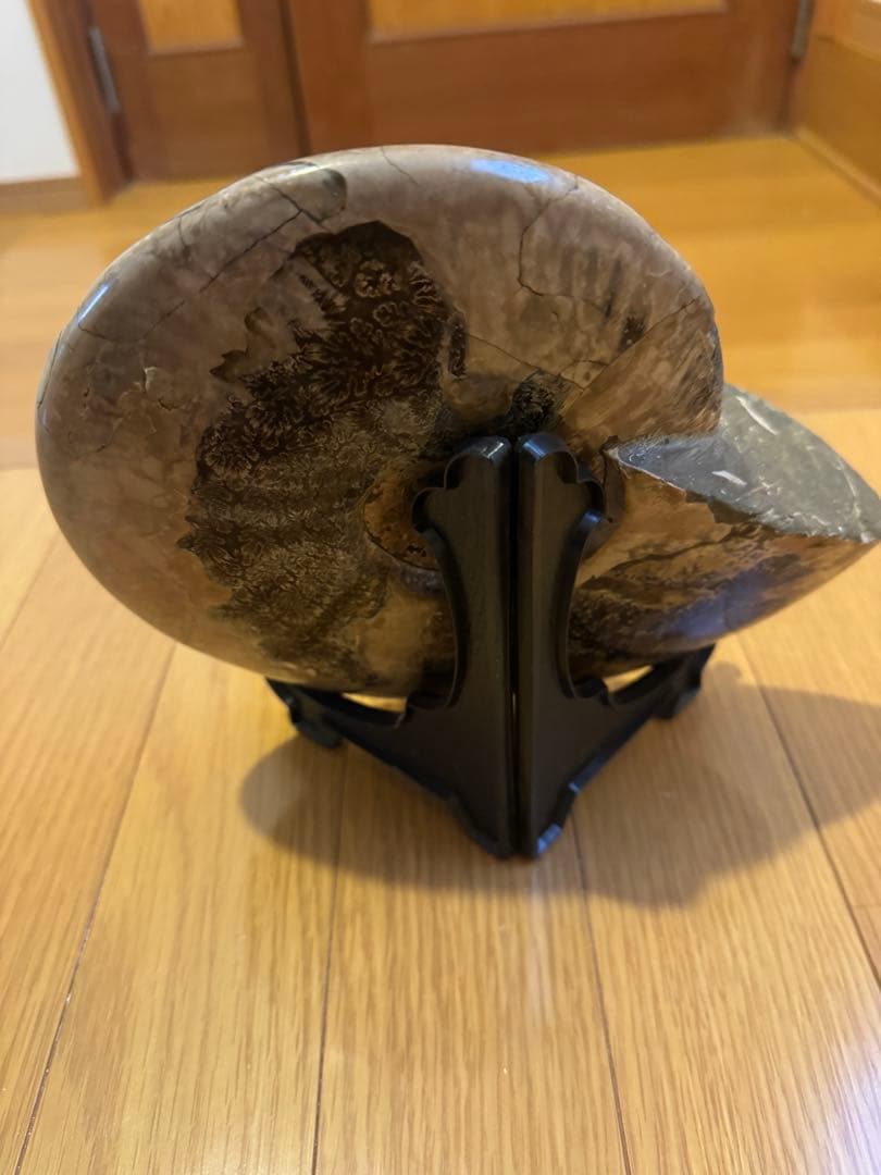 24時間以内に発送 アモナイト化石 置物 スタンド付き