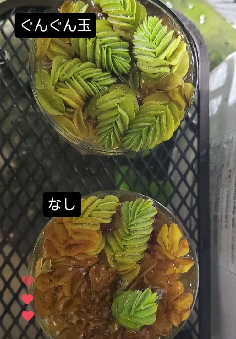 奇跡の天然鉱石「ぐんぐん玉」観葉植物用です。 - メルカリ