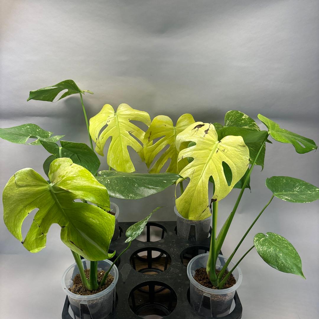 あ*や様 4株セットms47【葉だけ運送傷あり】ホワイトモンスター／天津蘭 斑入 葉が白から緑に変化してきた天津ラン・ホワイトモンスター - 私の