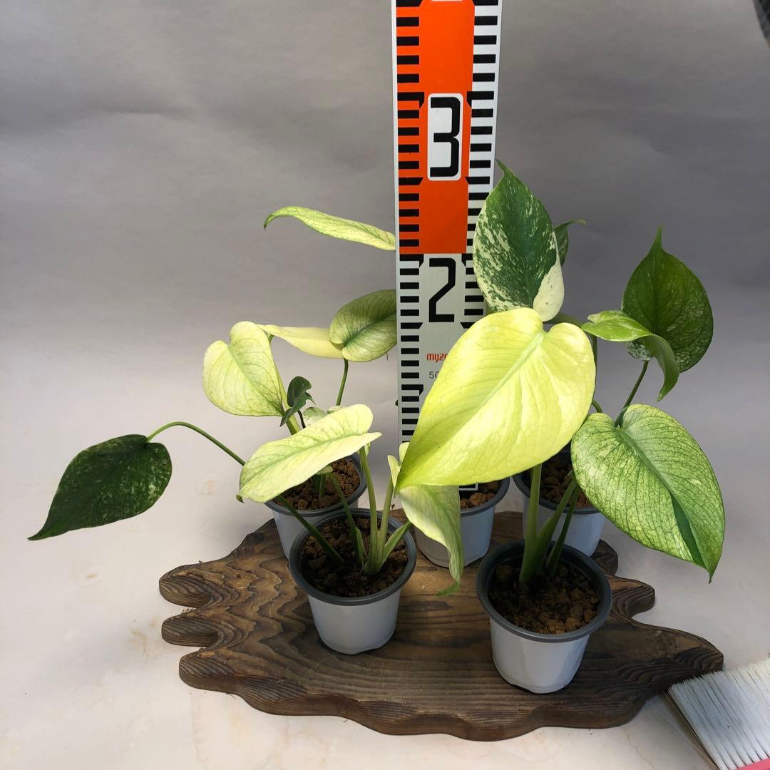 MS527【特別選抜】ホワイトモンスター／天津蘭 モンステ 5株セット