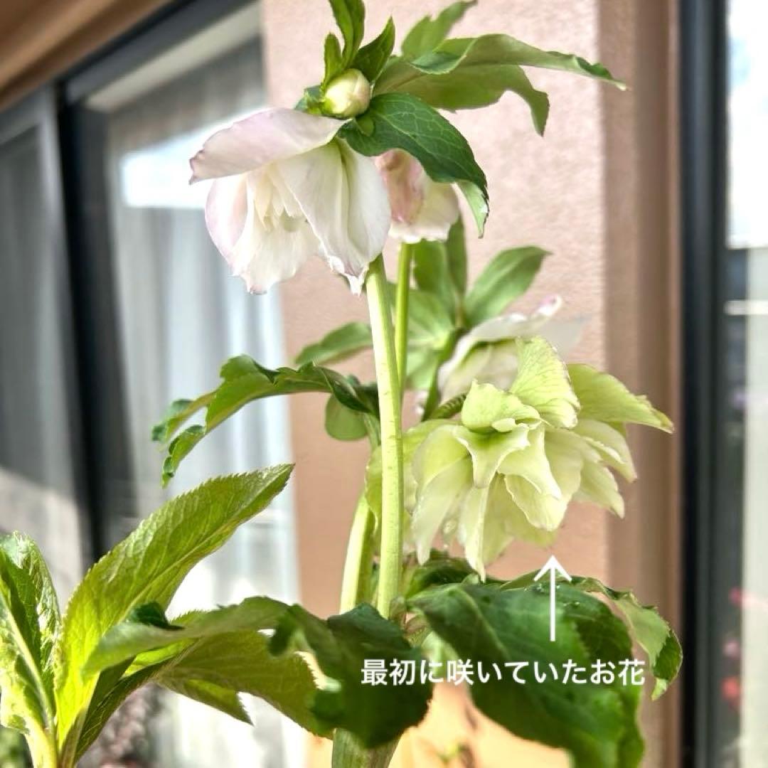 【野田園芸】クリスマスローズ　ダブル　ホワイト系ピコティ　《1/25》