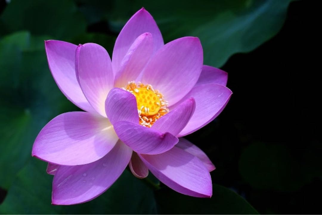 sonyEレンズ　銘品TAMRON28mm F2.8 BBARNikonフード付 Tamron 28-200mm f/2.8-5.6 Di III RXD Lens - Sony E Mount