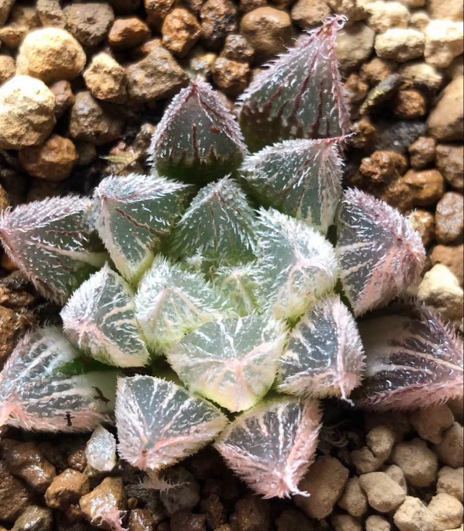 多肉植物 ハオルチア 紫絵巻錦 極上斑 - メルカリ