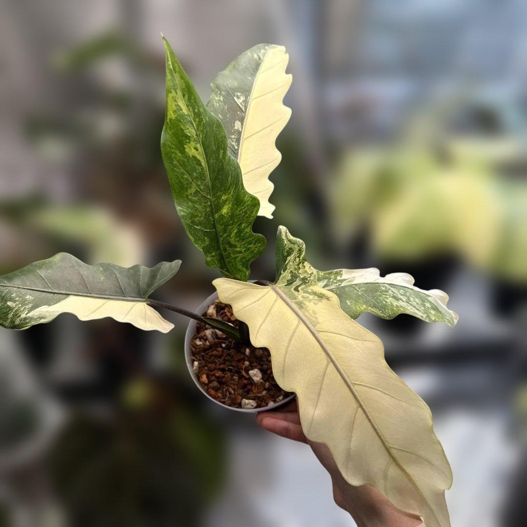 格安 アロカシア ラウテルバキアナ アルボ PLANCHU 観葉植物 アロカシア ラウテルバキアナ 4号樹脂鉢